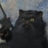 GermanCat