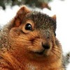 wildbelko