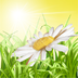 smartchamomile