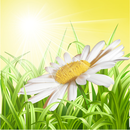 smartchamomile
