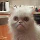 ������ ������������ kuguarpwnz