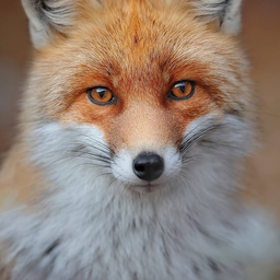 IXIXIXI
