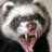 polecat