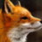 ArmoredFox