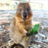 QuokkaSchmokka
