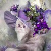 ������ ������������ VeNeciY