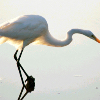 ������ ������������ Ardea