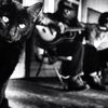 Черный кот песня mp3. Черный кот военный. Блюз черная кошка группа. Чёрный кот песня. Исполнитель песни черный кот.