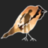 gregthebird