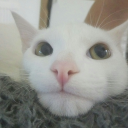 ludiludi