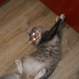 IIapIIIuH