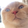 ������ ������������ frostytangerine