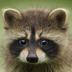 PIP.RZN