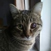ShredingersCat
