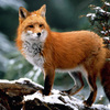 ������ ������������ RedFoxy