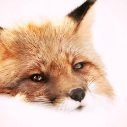FoxyMoxy777