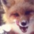 Metalfox