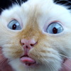 Pikabu profile picture for @Assurance
