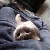 liltj