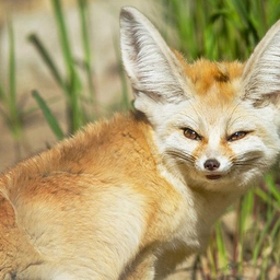 FrauFuchs