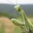 mantis