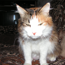 Puzibenchik