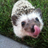 hedgehog23