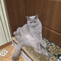 Sa4ek47
