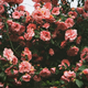 ������ ������������ springgirl2020
