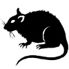 ������ ������������ ClockworkRat
