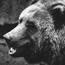 dangerousbear1