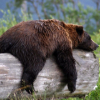 ������ ������������ Zampolit1