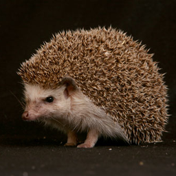 ZloyEzik