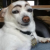 ������ ������������ NoobDog