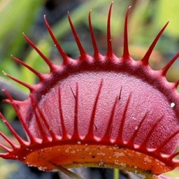 exotic.flora