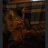 ������ ������������ Koffkathecat