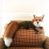 ������ ������������ EvilFox008