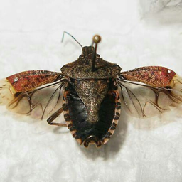 Sdias
