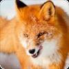 Аватар пользователя LesFox