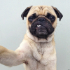 MopsMefodiy