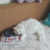 Foxim