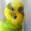 ������ ������������ LazyBudgie