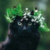   BlackyCat