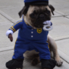 crime4an