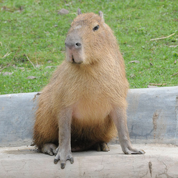 thekapibara