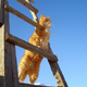 ������ ������������ NothernCat