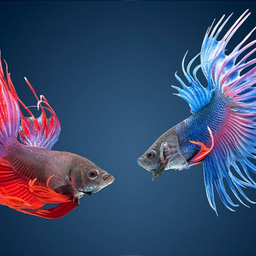splendens