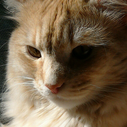 KingCatRostov