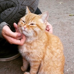 Katzenbesitzer
