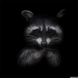 rracoonn
